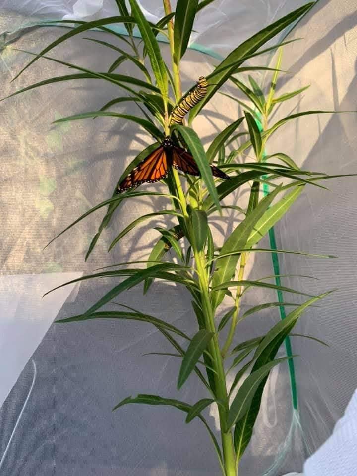 Monarch butterfly and caterpillar on milkweed